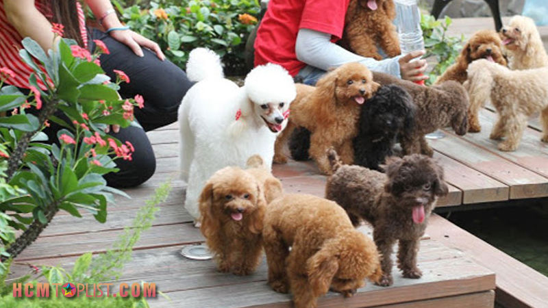 binbon-dog-shop-hcmtoplist