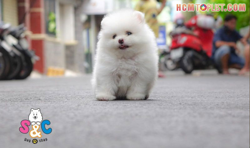 doi-net-ve-sc-dogshop-tphcm-hcmtoplist