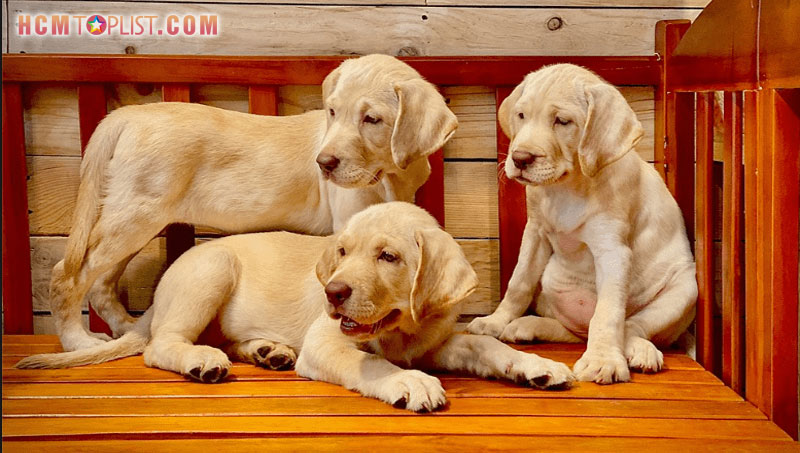 tai-sao-nen-mua-cho-tai-sc-dogshop-tphcm-hcmtoplist
