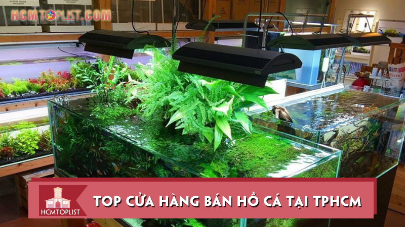 Top 10+ cửa hàng bán hồ cá tại TPHCM đẹp và rẻ nhất | HCMtoplist