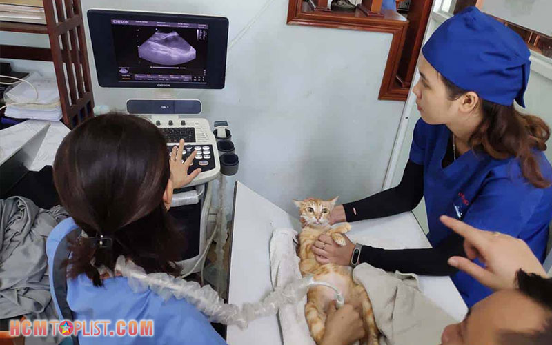 24-7-pet-clinic-hcmtoplist