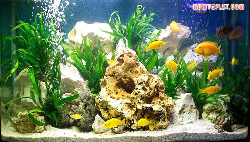 gioi-thieu-don-vi-phuong-nhi-aquarium-hcmtoplist