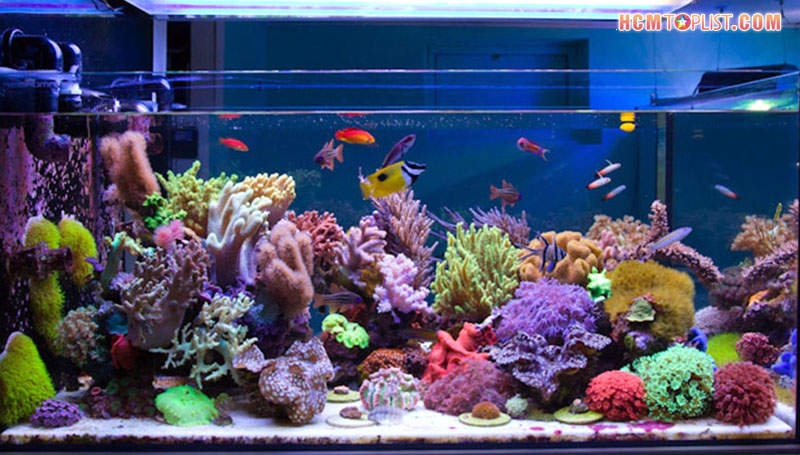 nhung-uu-diem-cua-phuong-nhi-aquarium-hcmtoplist