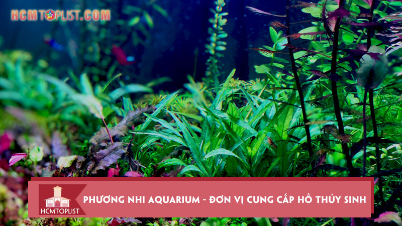 phuong-nhi-aquarium-don-vi-cung-cap-ho-thuy-sinh-dep-tai-tphcm