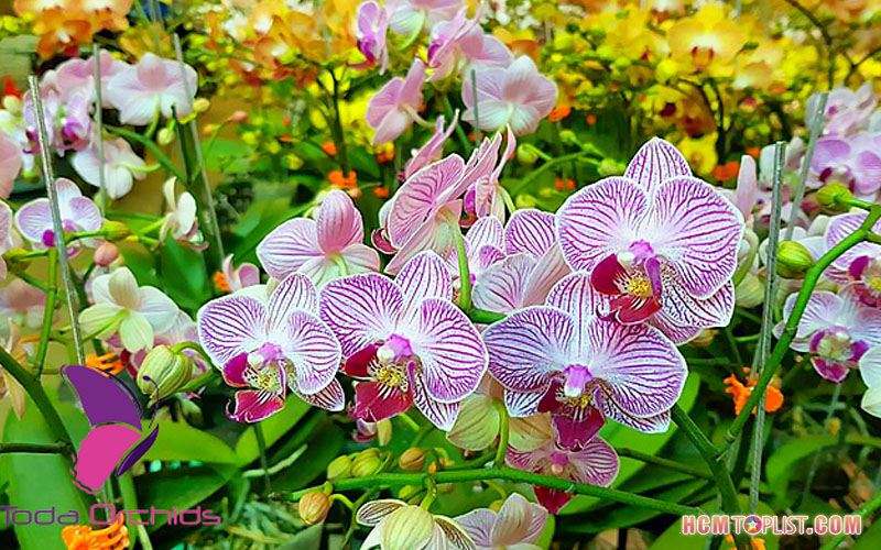 toda-orchids-hcmtoplist