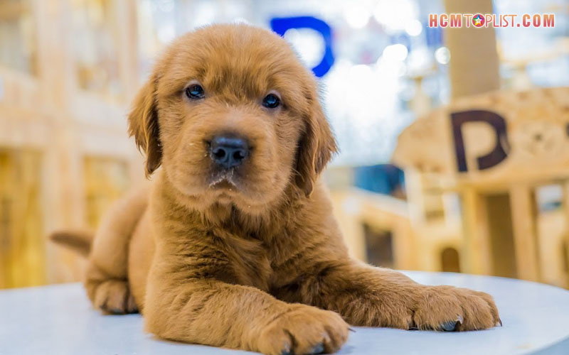 dogily-petshop-hcmtoplist