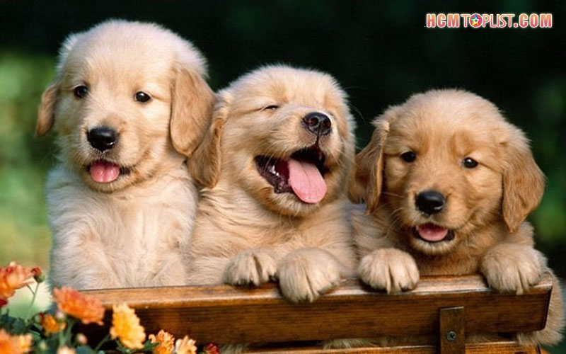 trai-cho-tien-vinh-hcmtoplist