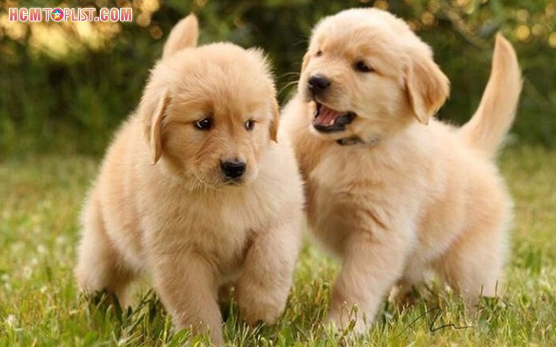 tung-loc-pet-hcmtoplist