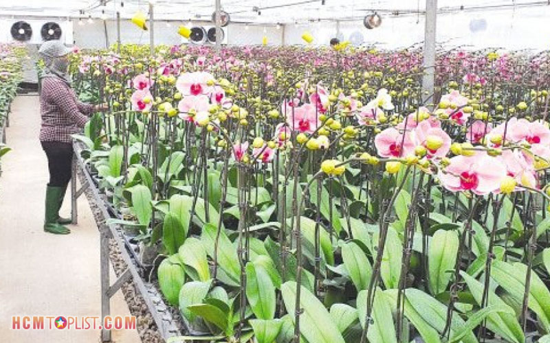 cong-ty-cong-nghe-sinh-hoc-green-flowers-orchids-hcmtoplist