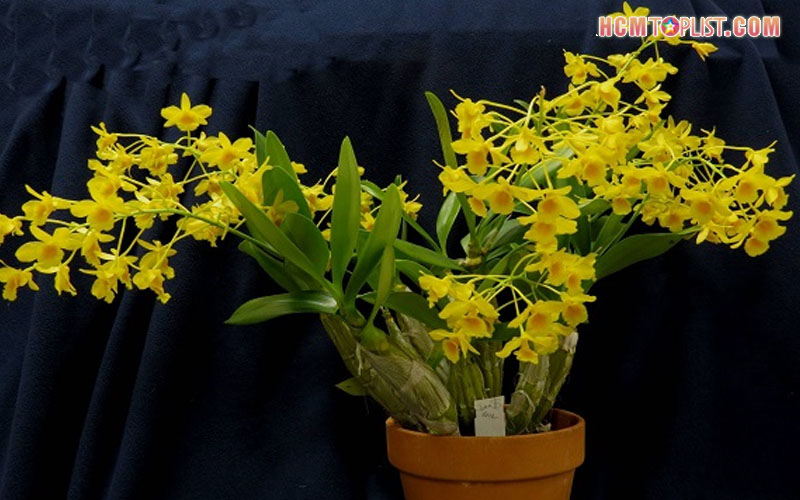 hoang-hoa-orchids-hcmtoplist