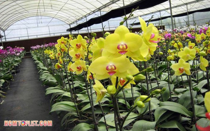 orchids-world-hcmtoplist