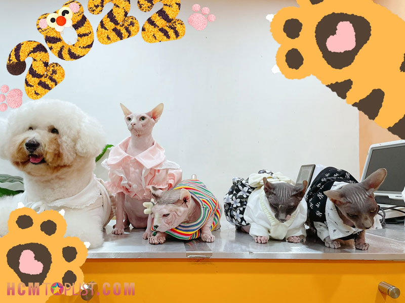 phong-kham-thu-y-sunvet-phong-kham-thu-y-quan-10-chat-luong-hcmtoplist