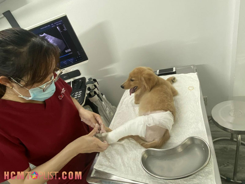 trustvet-animal-clinic-q10-phong-kham-thu-y-quan-10-uy-tin-hcmtoplist