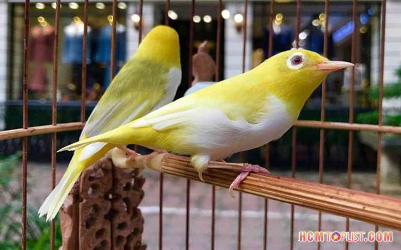 Top 7 Địa chỉ bán chim cảnh đẹp, giá tốt tại TP.HCM - toplist.vn