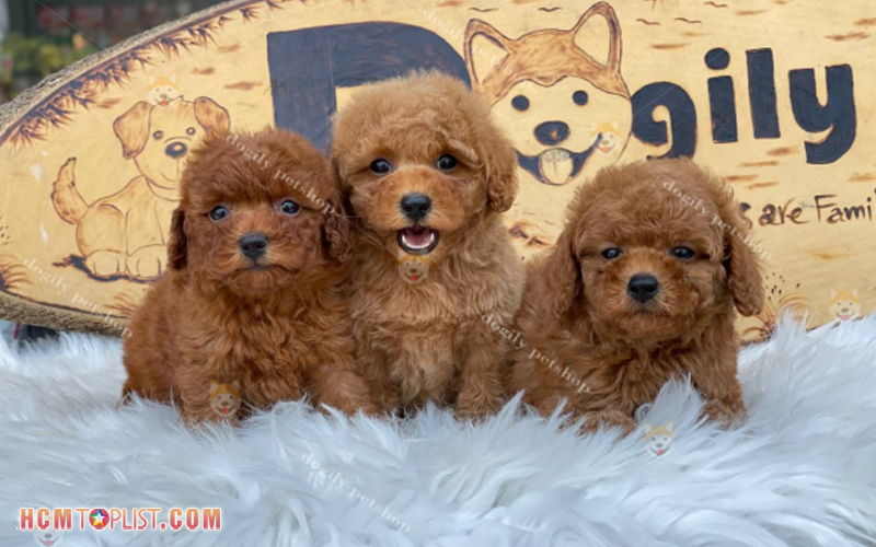 dogily-pet-shop-tphcm-hcmtoplist