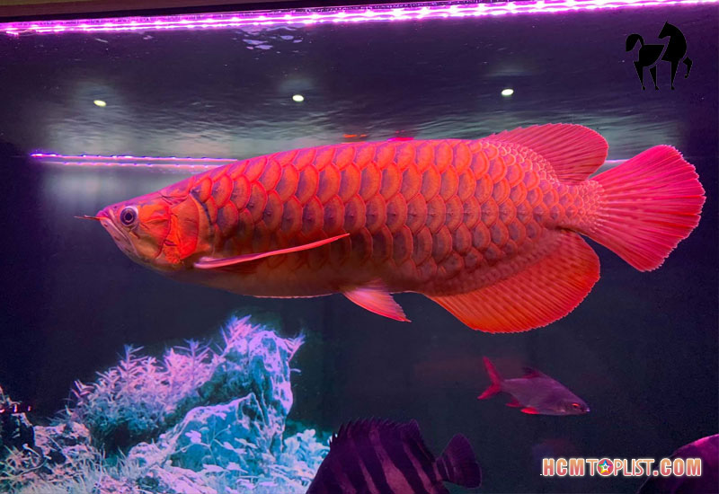 ban-se-tim-duoc-gi-khi-den-voi-dong-vat-muon-mau-hcmtoplist