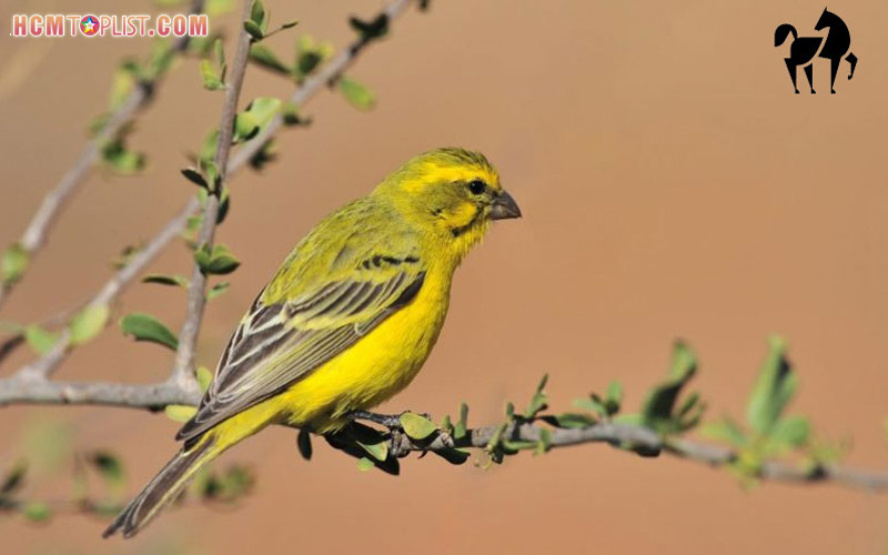 dong-vat-muon-mau-mang-den-thong-tin-huu-ich-ve-muon-loai-hcmtoplist