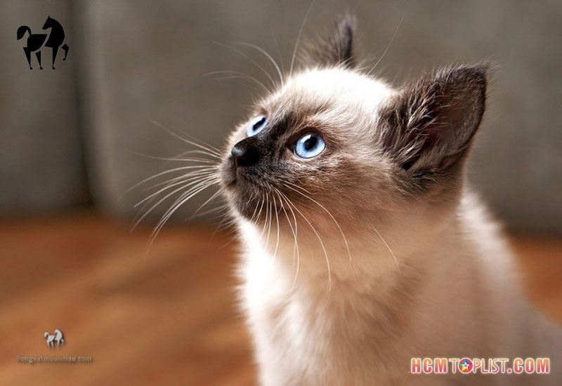 tai-sao-nen-tham-khao-kien-thuc-tai-dong-vat-muon-mau-hcmtoplist