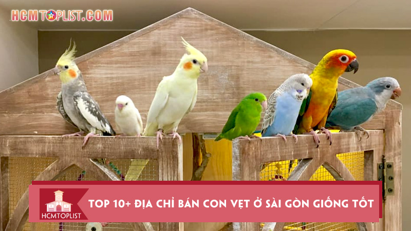 Top 10+ Địa Chỉ Bán Con Vẹt Ở Sài Gòn Giống Tốt Nhất | Hcmtoplist.Com