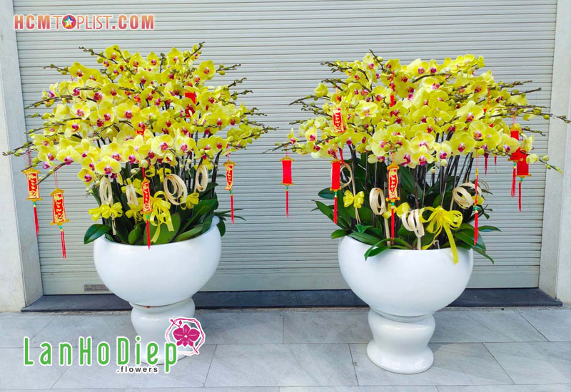 lanhodiep-flowers-cung-cap-nhung-dong-lan-ho-diep-nao-hcmtoplist