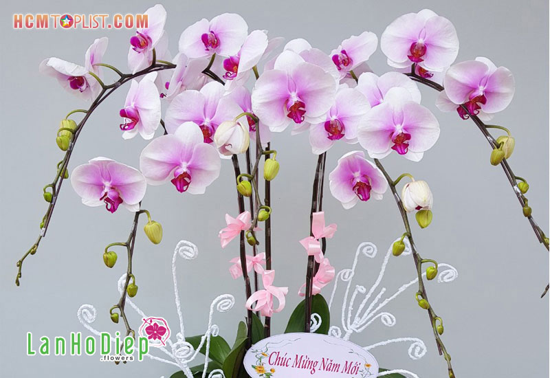 Lanhodiep.Flowers - Shop Bán Lan Hồ Điệp Uy Tín Giá Rẻ Tại Tphcm