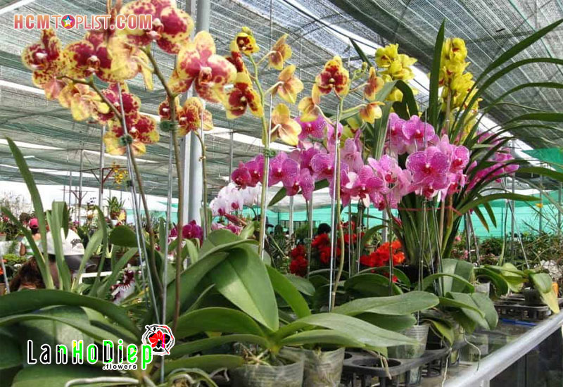 vi-sao-nen-chon-mua-hoa-tai-lanhodiep-flowers-hcmtoplist