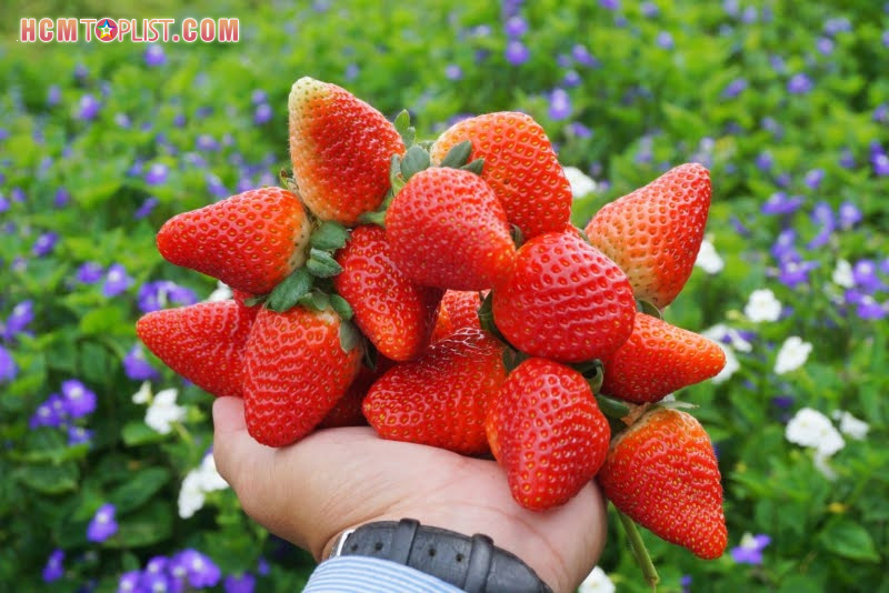 luu-y-khi-du-lich-da-lat-mua-le-tet-2