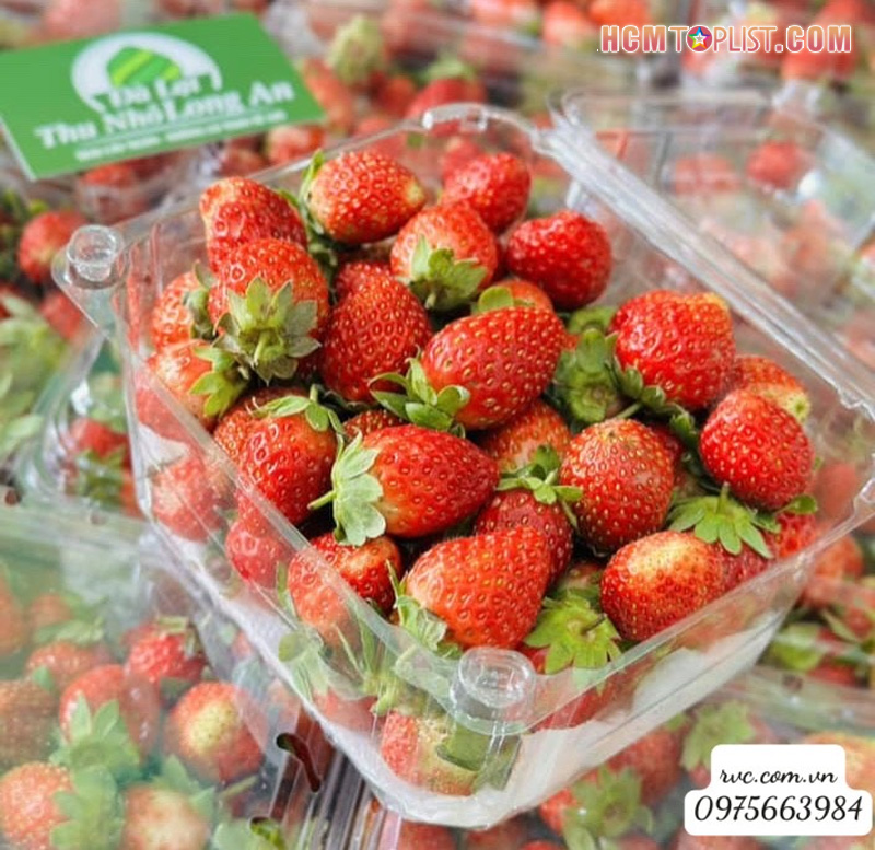 mau-hop-dung-trai-cay-duoc-ua-chuong-nhat-hien-nay