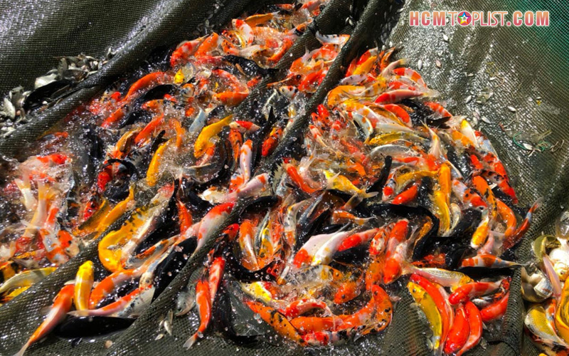 trai-ca-canh-fish-tpot-co-so-1-hcmtoplist