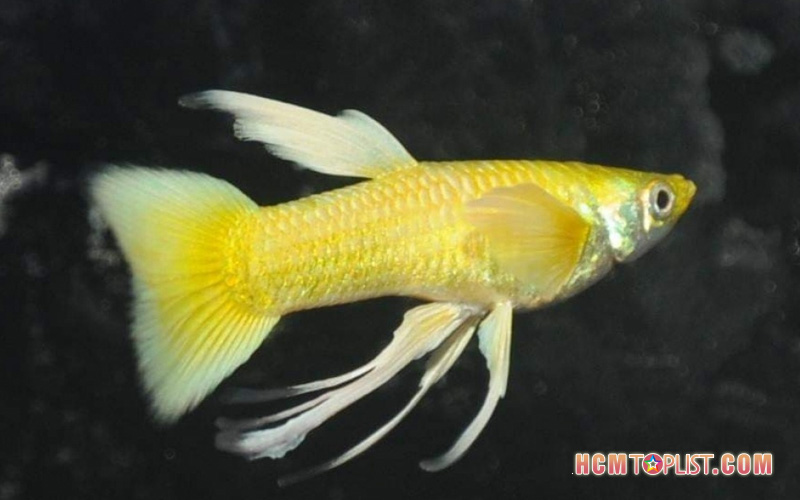 trai-ca-canh-hao-guppy-hcmtoplist