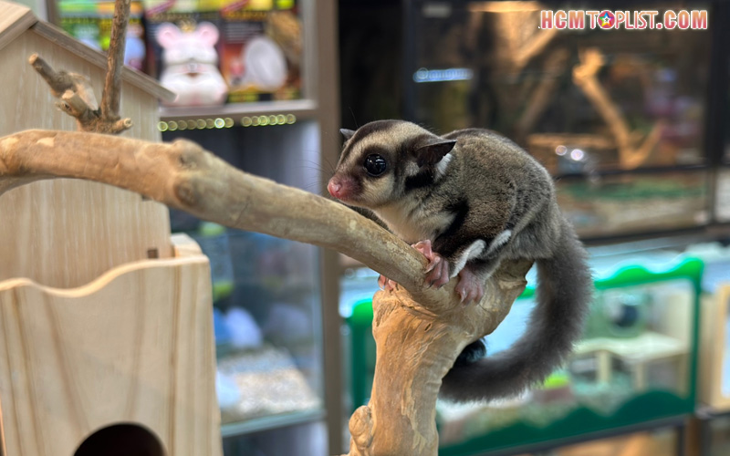 mien-dat-hua-hcmtoplist