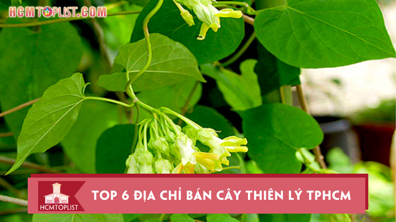 Top 10 Cửa Hàng Bán Quần Bò Nam đẹp Tp Hcm Chất Lượng 